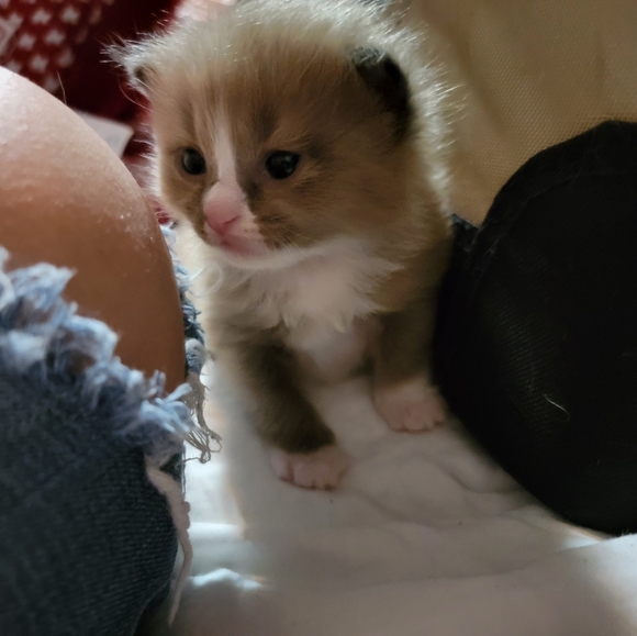 Ragdoll babies and Ragdoll Supplies and Grooming - Picture 2 of 7